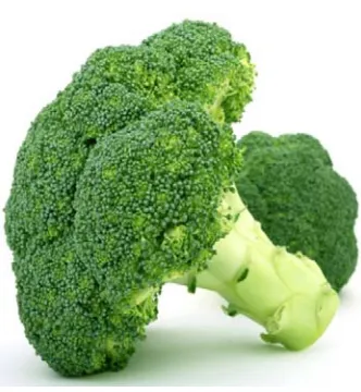 Fig: 3 Brassica oleracea 