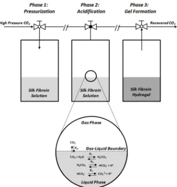 Figure III - II. Pressurization, Phase 2: Acidification through carbonic acid formation, Phase 3: Protein  Schematic diagram of silk gelation using high pressure CO2
