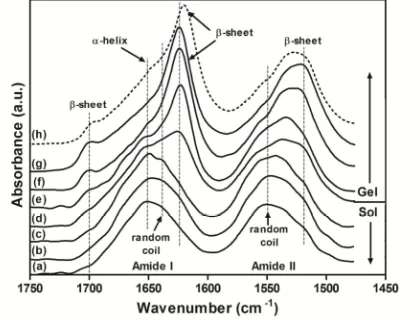 Figure III – 5. Dynamic β-sheet formation during silk gelation evaluated by FTIR for 2 wt% silk solutions submitted to high pressure CO2 (60 bar): (a) 0 min, (b) 30 min, (c) 60 min., (d) 75 min., (e) 90 min., (f) 2 hrs., (g) 8hrs., (h) citric acid control