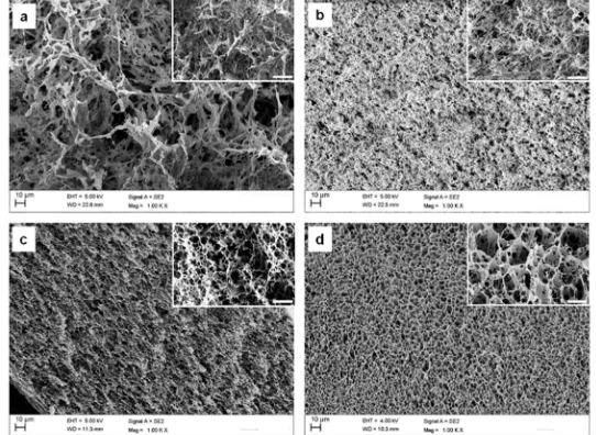 Figure III – 7. Scanning Electron Microscopy (SEM) images of lyophilized silk hydrogels prepared by citric acid titration (a) 2 wt% and (b) 4 wt% and under high pressure CO2 (c) 2 wt% and (d) 4 wt%