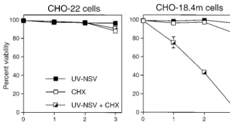 FIG. 1. Effect of UV-inactivated NSV (UV-NSV) on CHO-22 and CHO-18.4m cells in the presence or absence of CHX