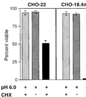FIG. 4. UV-inactivated NSV induces apoptosis in the absence of CHX in CHO-22 and CHO-18.4m cells exposed to pH 5.0