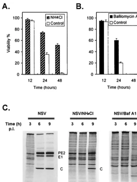 FIG. 8. Pretreatment with NH4Cell lysates were run on an SDS–15% polyacrylamide gel and analyzed byagainst NSV-induced cell death