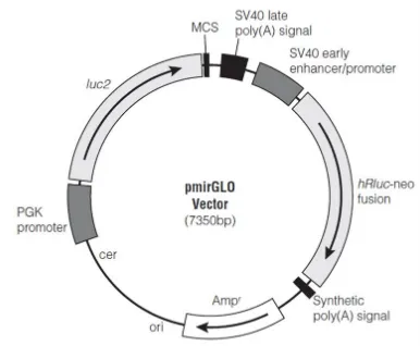 Figure 2.1. Map of pmirGLO Vector with specific features (Promega) 