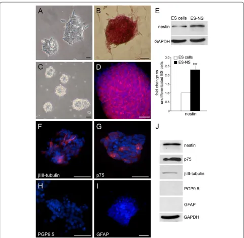 Figure 1 Characterization of 129/Ola murine ES cells and of ES-derived neurospheres.counterstained with DAPI (blue)