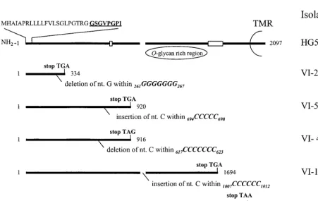 TABLE 3. Clinical characterization of ﬁve patients harboring gG-2-negative HSV-2 isolates