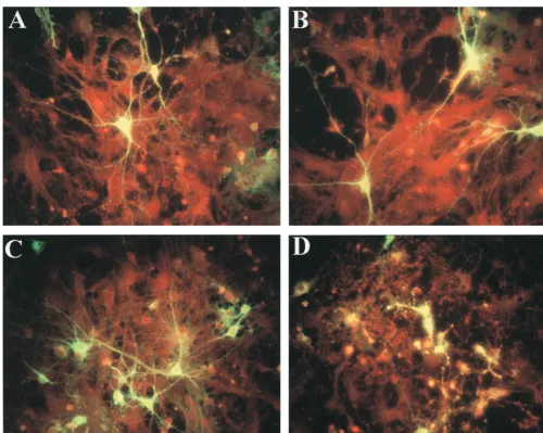 FIG. 1. Immunoﬂuorescent staining of SV envelope proteins in primary rat neuronal cultures infected with SVN (A and B) or SVNI (C and D) examined 24 h (Aand C) or 48 h (B and D) postinfection