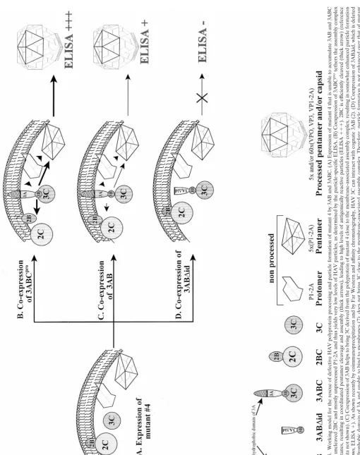 FIG. 8. Working model for the rescue of defective HAV polyprotein processing and particle formation of mutant 4 by 3AB and 3ABC