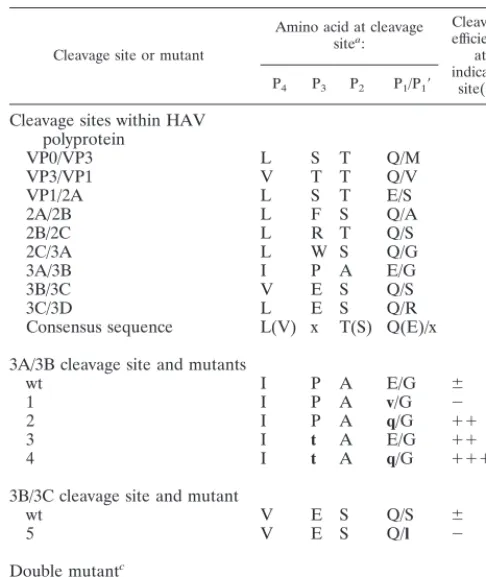 TABLE 1. Amino acid sequence at the wild-type and mutatedcleavage sites of the HAV polyprotein