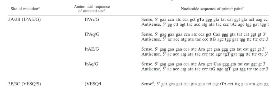 TABLE 2. Primers used to create cleavage site mutants