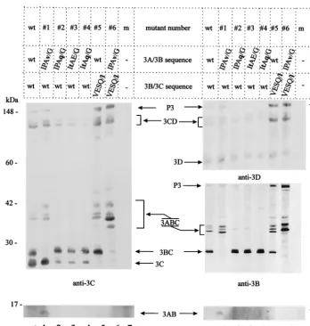 FIG. 2. Proteolytic processing pattern of HAV P3 mutated at the 3A/3B and/or 3B/3C sites