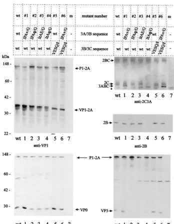 FIG. 3. Processing products derived from domains P1-2A and 2BC of the HAV polyprotein mutated at the 3A/3B and/or 3B/3C site