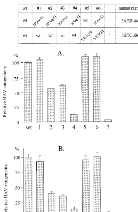 FIG. 4. HAV particle formation after recombinant expression of HAV ge-nomes mutated at the 3A/3B and/or 3B/3C cleavage sites