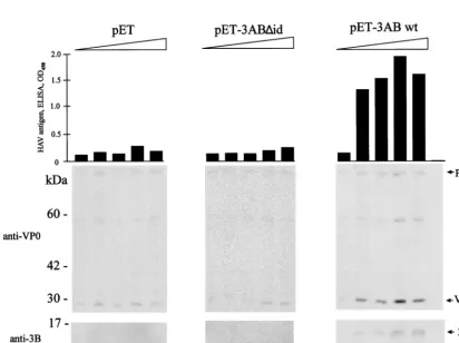 FIG. 6. Speciﬁcity of HAV 3AB and 3ABC as the cofactor in HAV particleformation. pT7-18f or pT7-18f mutant 4 in the presence of cDNAs as marked on