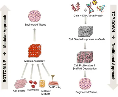 Figure 1.1: Tissue Engineering Approaches. Image adapted from R. 