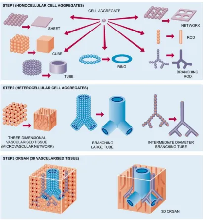Figure 1.2: Organ printing process composed of three main steps. Image 