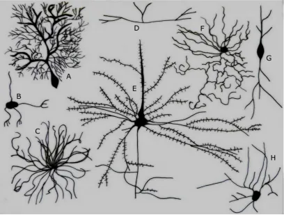 Figure 1.6: Different Types of Neurons. A. Purkinje cell B. Granule cell C. 
