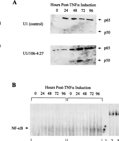 FIG. 5. Phosphorylation of eIF-2�response to TNF- in U1 and PKR-transduced U1 cells in treatment
