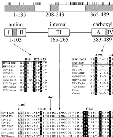 FIG. 9. Summary of the residues important to type-speciﬁc differences in UL41 activity