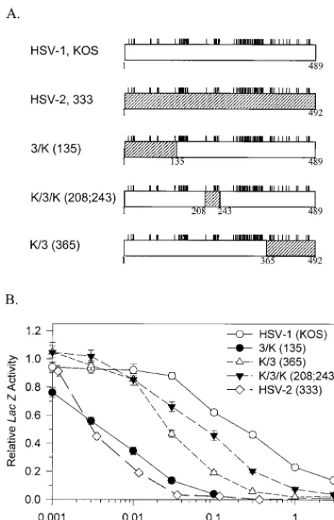 FIG. 1. Structures and activities of chimeric UL41 alleles. (A) The UL41polypeptide encoded by HSV-1 (strain KOS) is represented by the open rectan-