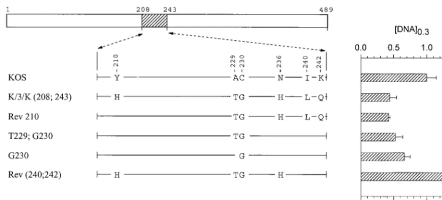 FIG. 6. UL41 alleles with mutations in amino acids 208 to 243. The UL41 polypeptide of HSV-1 (strain KOS) is depicted by the open rectangle, with the portion(amino acids 208 to 243) containing site-directed mutations indicated by hatching