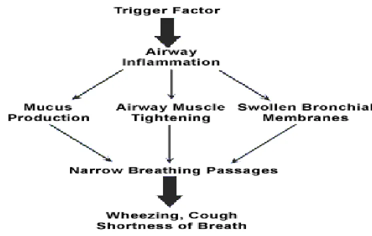 Fig No 3:    Air flow obstruction in asthma 
