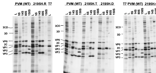 FIG. 1. Protein composition of the assembly intermediates for the 2195H mutants. Lysates (lanes L) from vaccinia virus-infected cDNA-transfected cells and sucrosegradient fractions corresponding to the different assembly intermediates (5S protomers, 14S pentamers, 80S empty capsid, 110S encapsidation intermediate, and 150S