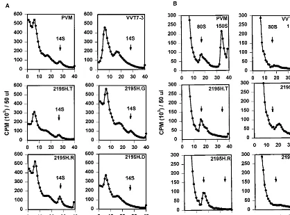 FIG. 2. Sucrose gradient analyses of wild-type poliovirus (PVM) and 2195H mutant assembly intermediates