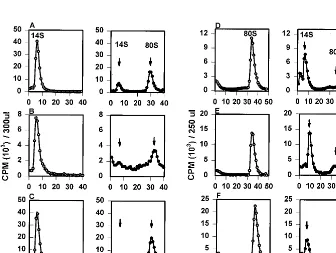 FIG. 3. (A) Equal volumes of [35viral cell lysates grown in the absence of the drug (solid circle) were loaded onto 15 to 30% sucrose gradients and analyzed