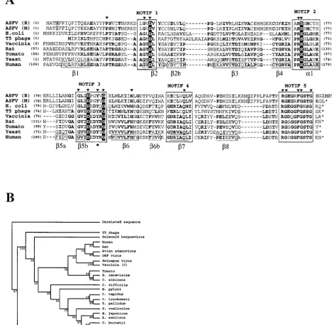 FIG. 1. (A) Multiple amino acid sequence alignment of protein pE165R and selected members of the dUTPase family