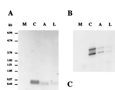 TABLE 2. Effect of unlabeled deoxynucleotides ondUTPase activitya