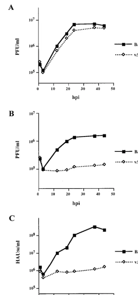 FIG. 7. Genomic structure of the ASFV recombinant v�described in Materials and Methods
