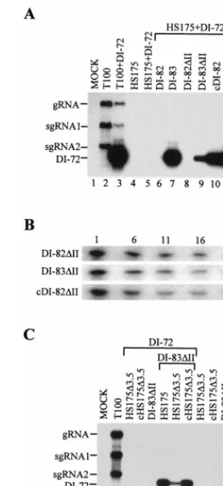 FIG. 2. Northern blot analysis of progeny viral RNAs isolated from cucum-ber protoplasts inoculated with various combinations of viral RNA transcripts.