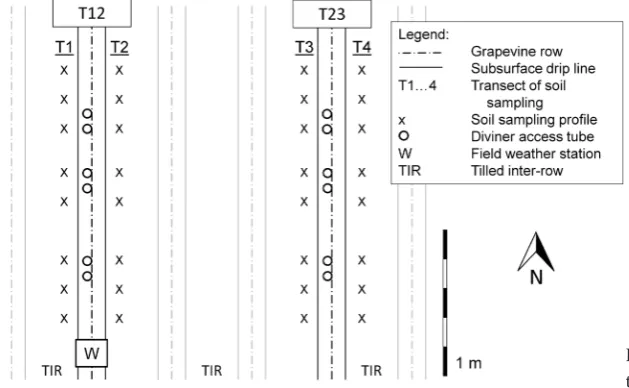 Figure 1. Sketch of the study plot within the vineyard