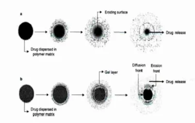 Figure 3(a) Drug release controlled by polymer erosion;