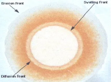 Figure 5: Different front position observed during matrix swelling and erosion.