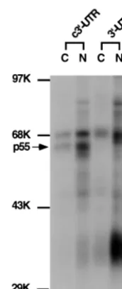FIG. 1. UV-cross-linking assay of DBT cell extract with the MHV 3�and its complementary strand
