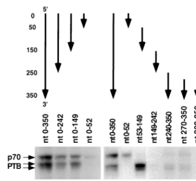 FIG. 4. Mapping of PTB-binding sites on the c3�from the 5various fragments of the c3arrows point from the 5-UTR