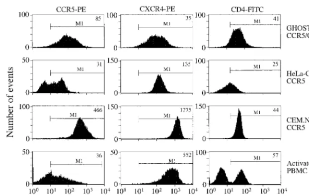 FIG. 1. Expression levels of CD4, CXCR4, and CCR5 on CEM.NKR-CCR5 cells. The cells were analyzed by FACS for the surface expression of CCR5, CXCR4,and CD4 with MAbs 2D7, 12G5, and SK3, respectively