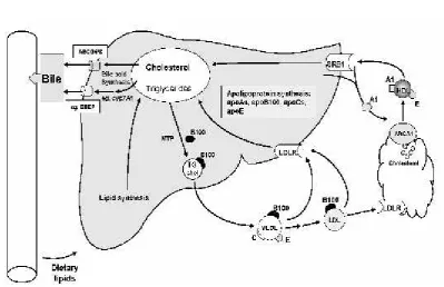 Figure No 2.