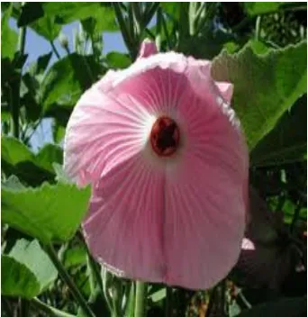 Fig.1.12 Flower of Hibiscus splendens                     