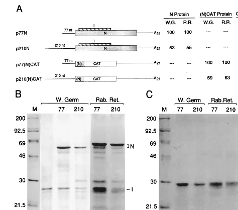 FIG. 1. Accumulation of protein in vitro from the 210-nt 5�less than from the 77-nt 5 UTR is twofold UTR