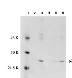 TABLE 1. Analysis of Rex function by HTLV Gag protein ELISAa