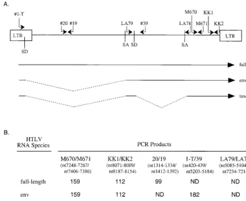 FIG. 2. Oligonucleotide primer pairs for RT-PCR using HTLV-2 RNAs. (A) Schematic representation of the HTLV genome showing locations and orientationsof the oligonucleotides used for PCR