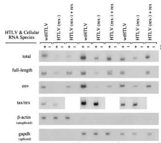 FIG. 6. Effect of Rex on nuclear and cytoplasmic RNA distribution. JM4 human T cells (107expression vector); 48 h posttransfection, 10of the cells