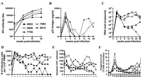 FIG. 10. In vitro properties of SHIV-40K6. Five macaques were infected with virus stocks containing 5 ng of p27 produced by COS-7 cells transfected with theSHIV-40K6 proviral construct