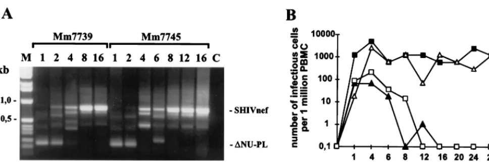 FIG. 3. In vivo properties of SHIVnef-Mix. (A) Nef-LTR sequences were ampliﬁed from positive PBMC-CEMx174 bulk cocultivations, obtained at the indicatedtimes (weeks postinfection), and separated on a 1.5% agarose gel
