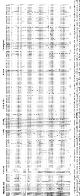 FIG. 4. Alignment of the predicted HIV-1 Nef sequences derived from macaques infected with SHIVnef-Mix