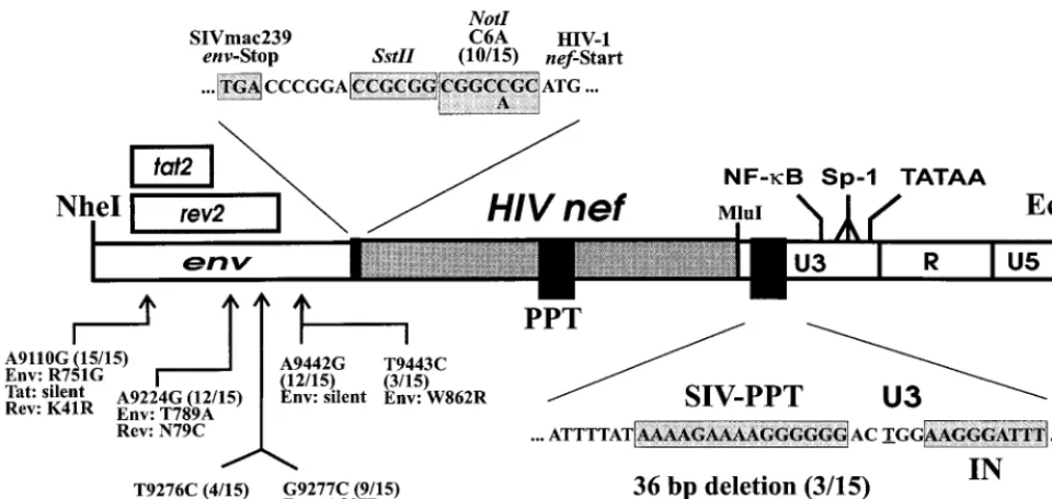 FIG. 6. The changes upstream of the inserted HIV-1 nefvivo enhance gene expression. Recombinant reporter viruses 239239-K6NS-Luc were generated, and expression of the cellular and viral reportergenes was measured as described in Materials and Methods