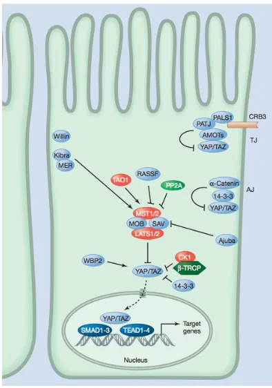 Figure 7. The role of cell contact in YAP regulation.Many Hippo pathway proteins reside, at 